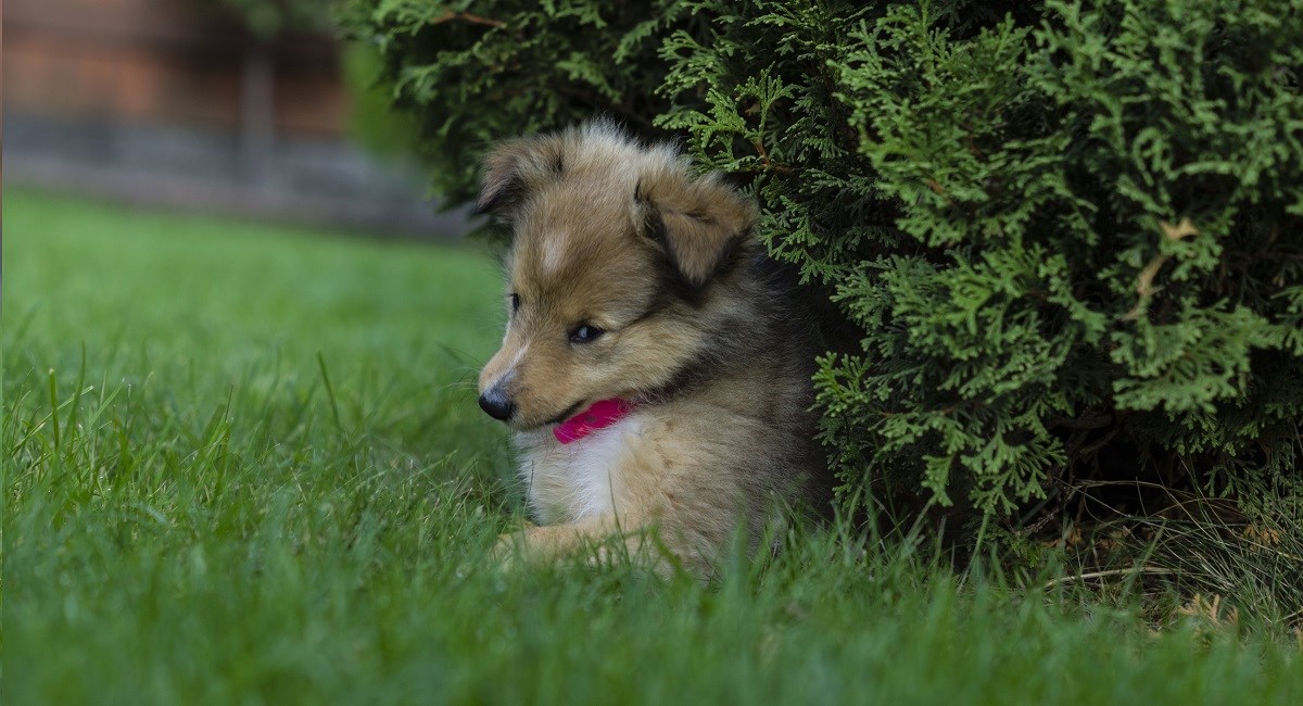 Sable Shetltie huding in bush