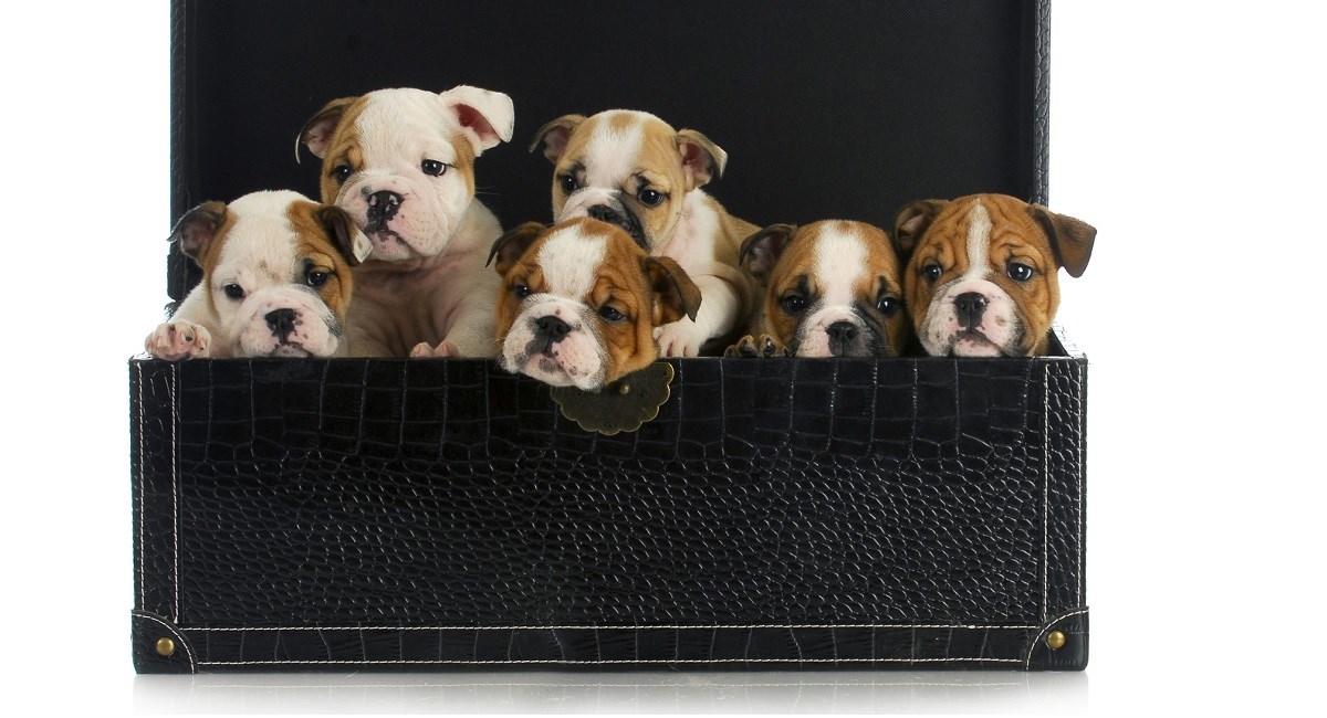 English Bulldog puppies sitting in a suitcase