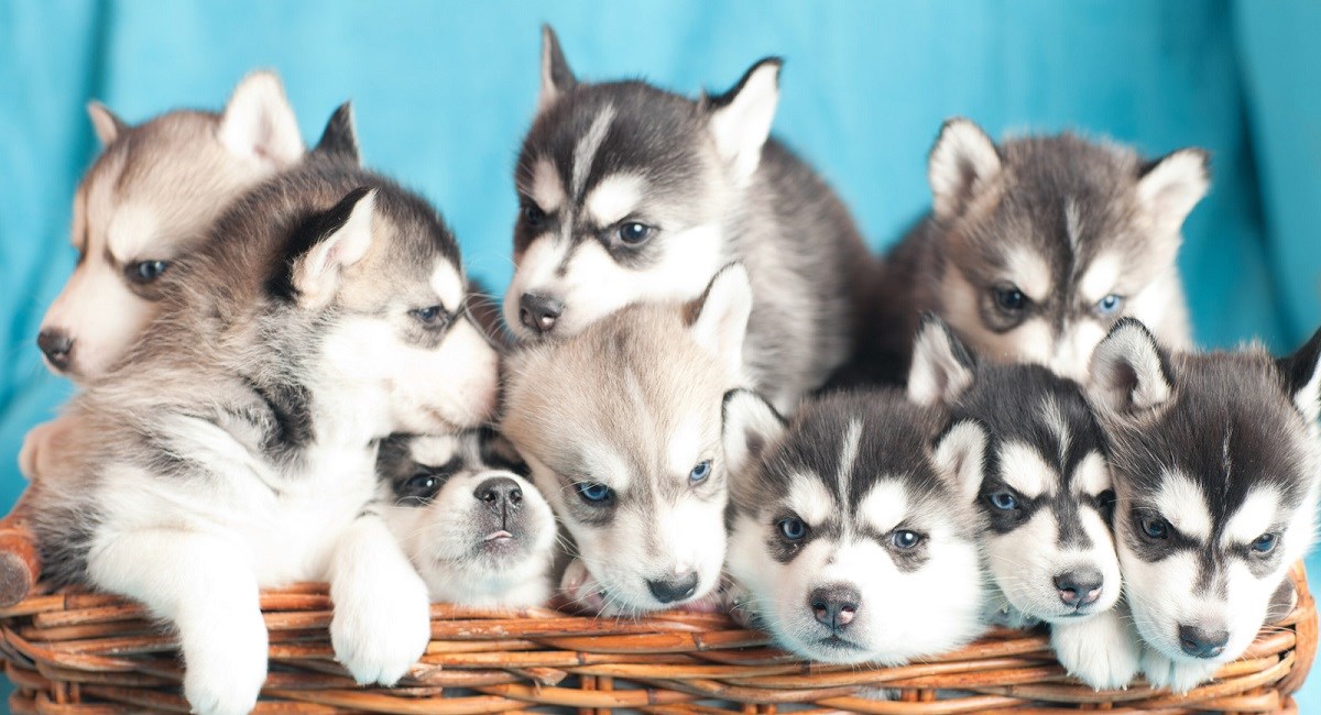 Funny Adoption Cheap Husky Puppies For Sale