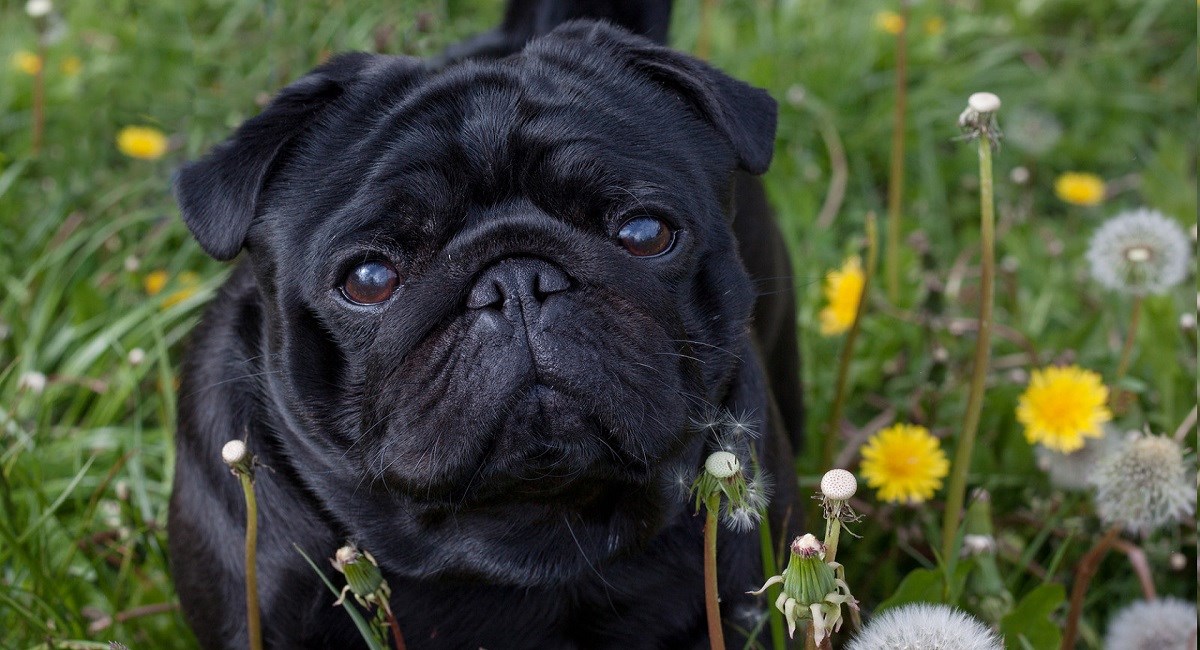 Black pug puppy in a meadow