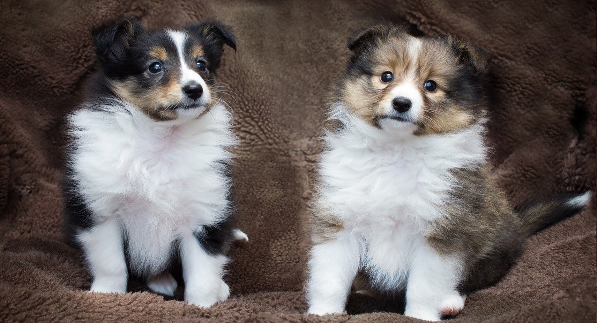 Two Sheltie puppie one black and tan and the other sable