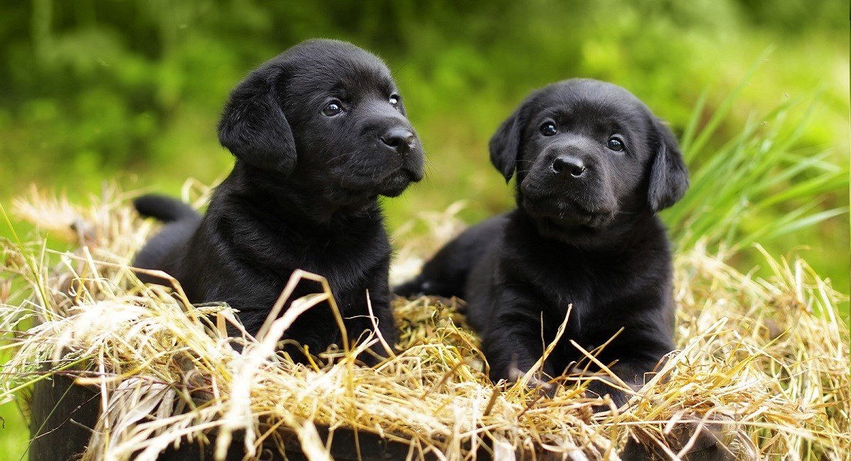 Two black Labradors enjoying the sun 