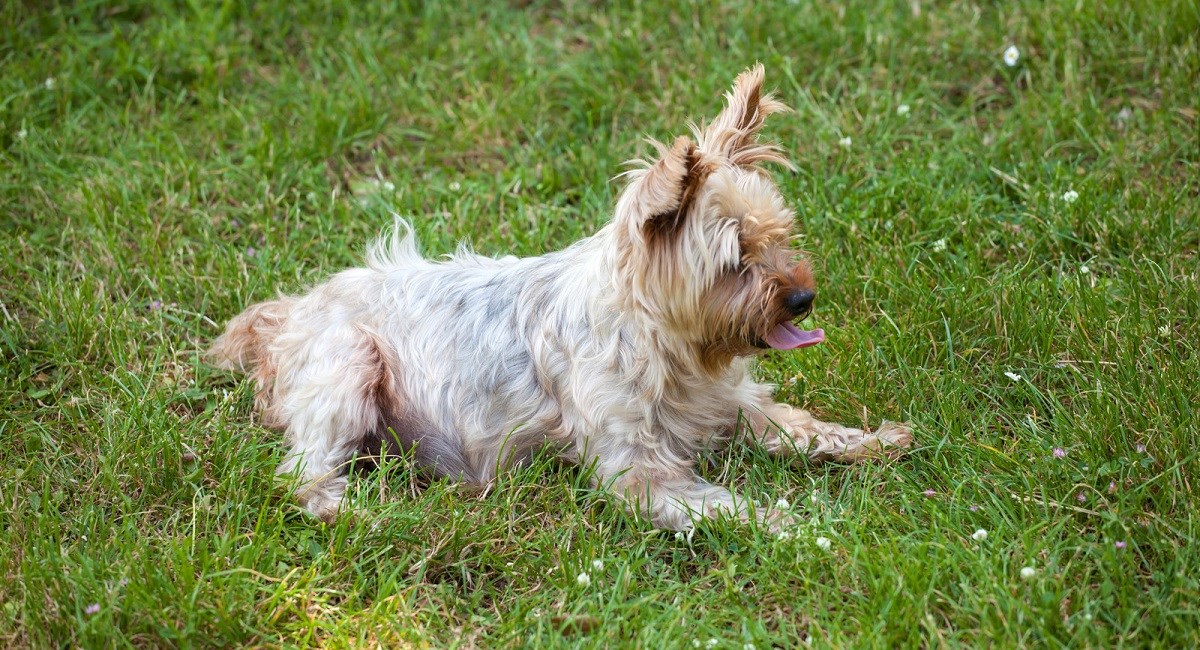 Yorkie puppy taking a rest