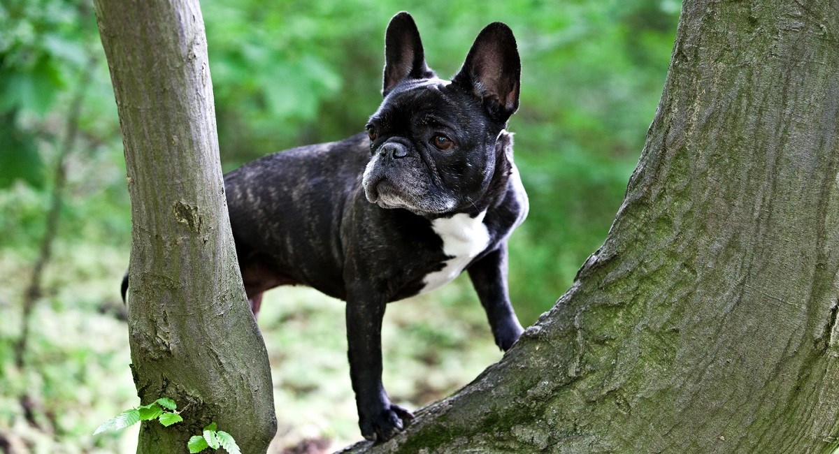 Boston Terrier puppy stuck in a tree