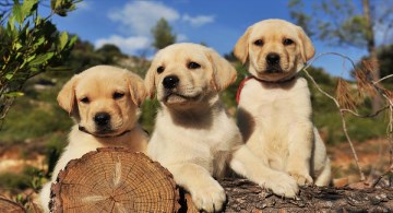 Cute yellow Labrador puppies sitting on a log