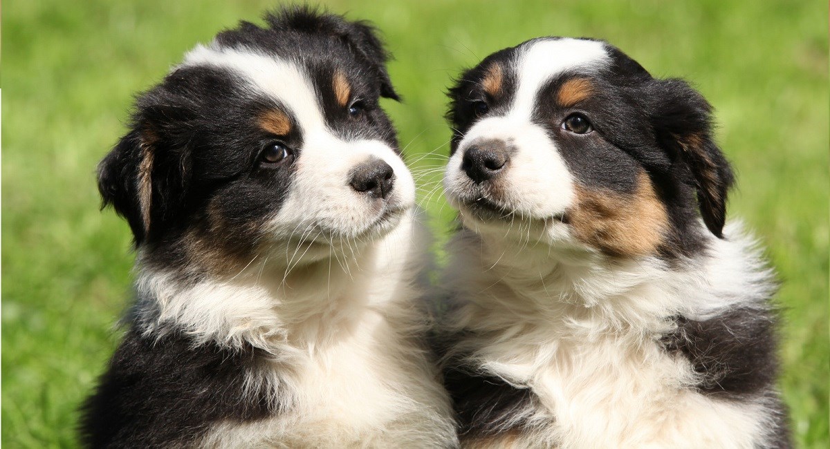 Two Cute Australian Shepherd puppies sat in the grass