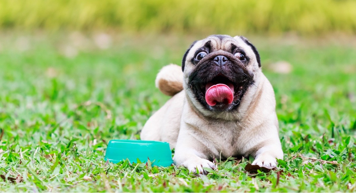 Pug puppy pulling a horrendous face