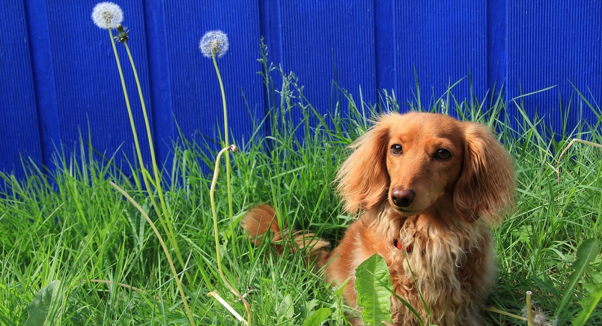 Long Haired Dachshund Puppy in dandelions.