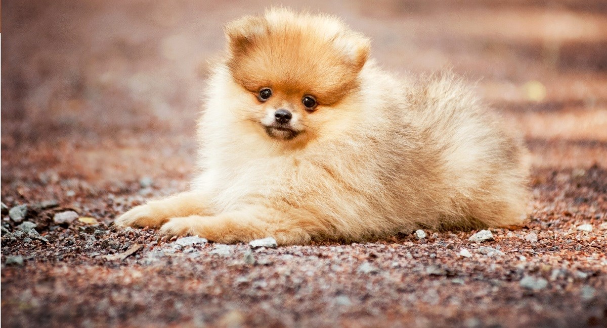 Pomeranian puppy lying down