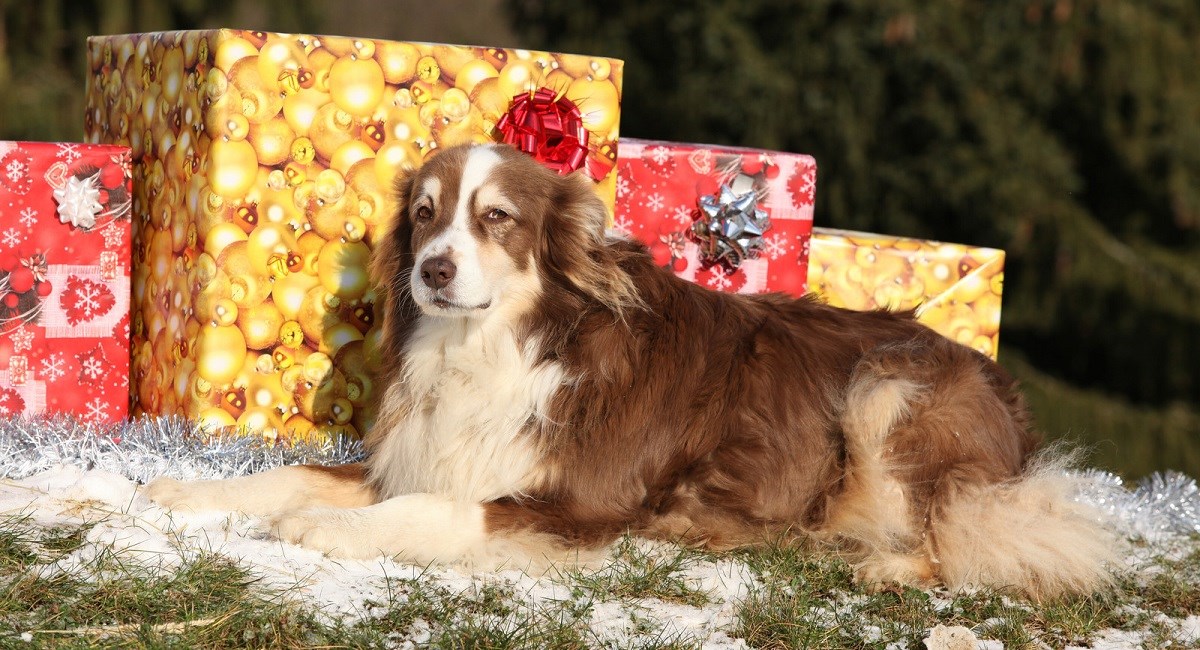 Australian Shepherd Dog sitting with Chrismas presents