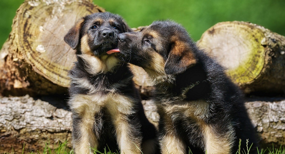 Two GSD Puppies licking one another