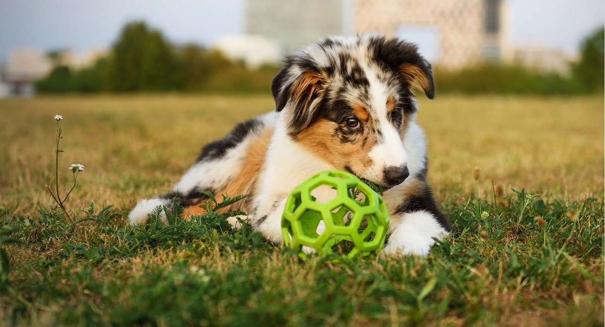 Australian Shepherd puppy guarding his toy