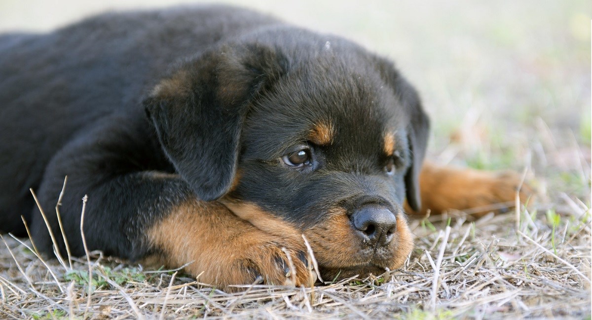Tired Rottweiler puppy lying on grass.