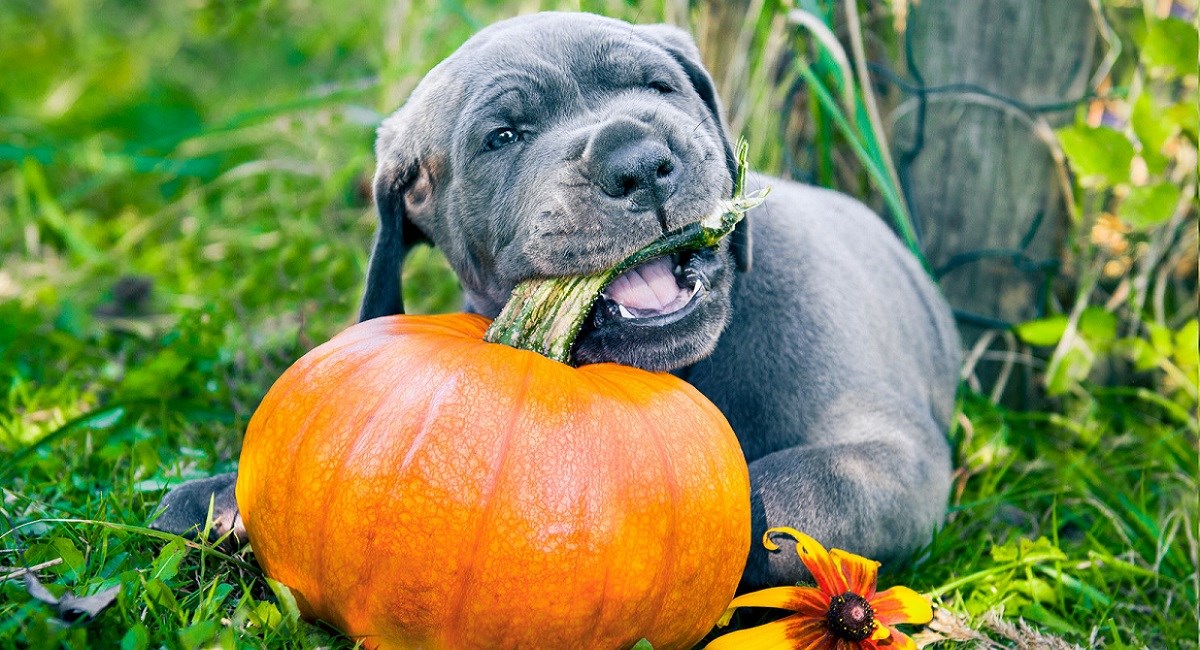 Blue Great Dane puppy chewing a pumpkin stalks