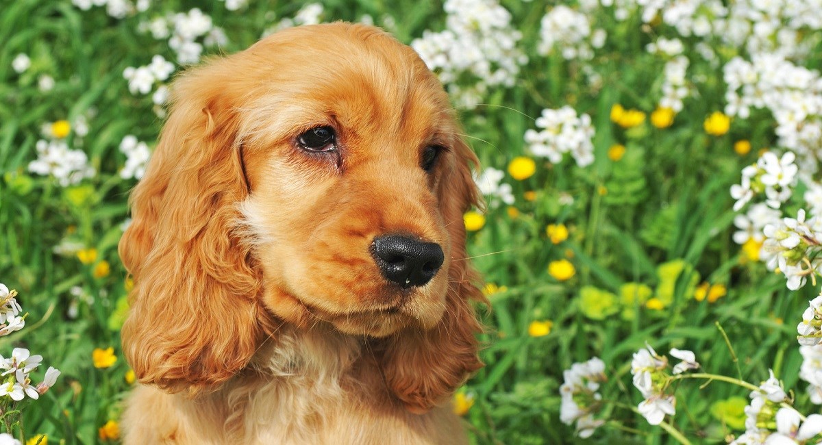 Red Cocker Spaniel puppy with soulful expression.