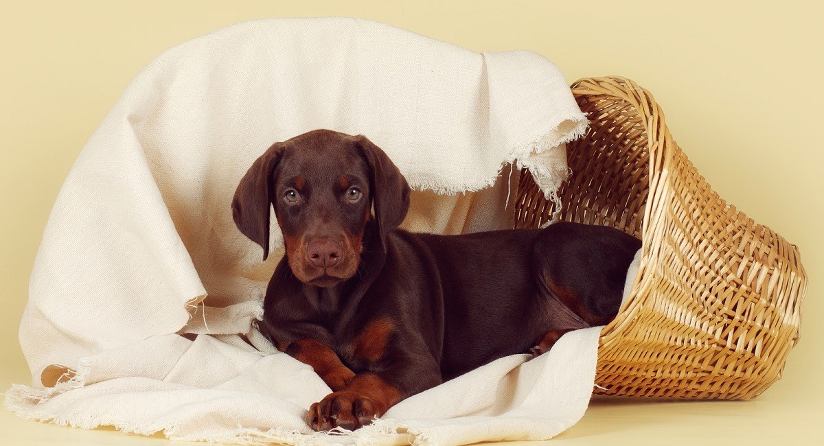 Doberman juvenile sitting in laundry basket