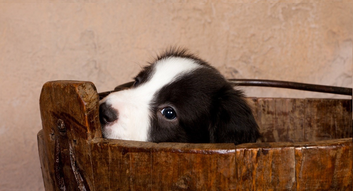 Border Collie puppy stuck in wooden bucket