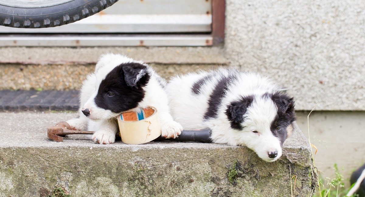 Two Border Collie puppies with roll of masking tape