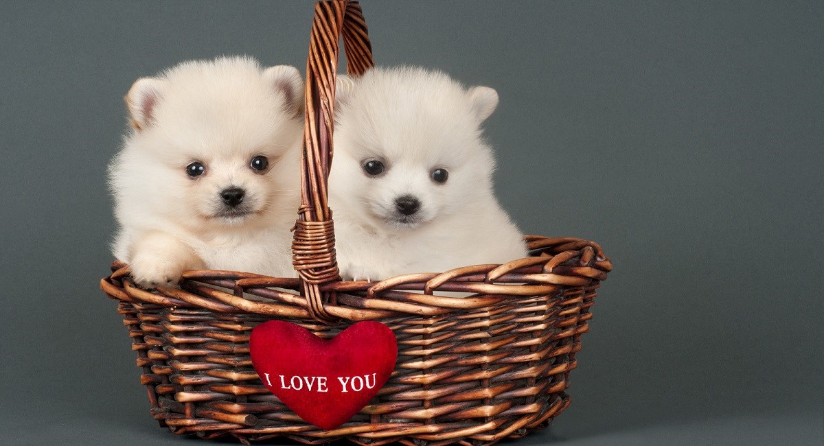 White pomeranian puppies in a basket