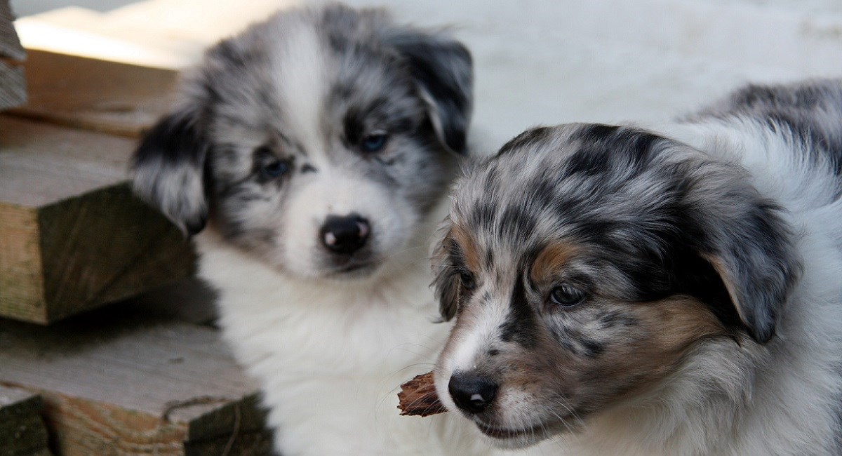 Two Australian Shepherd puppies - one chewing on a twig