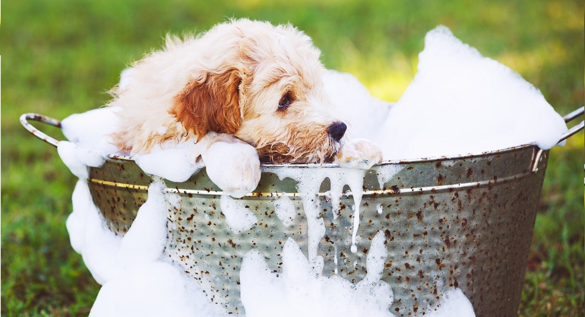 Golden Retriever puppy not enjoying bath