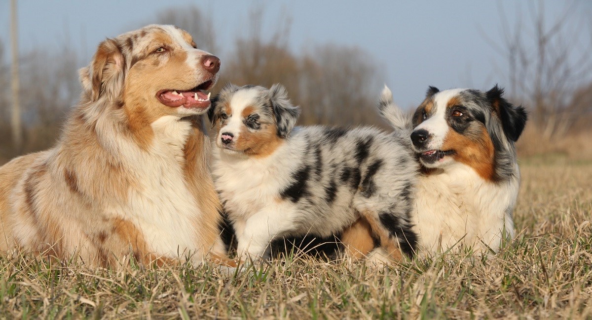 Merle Australian Shepherd puppy with parents