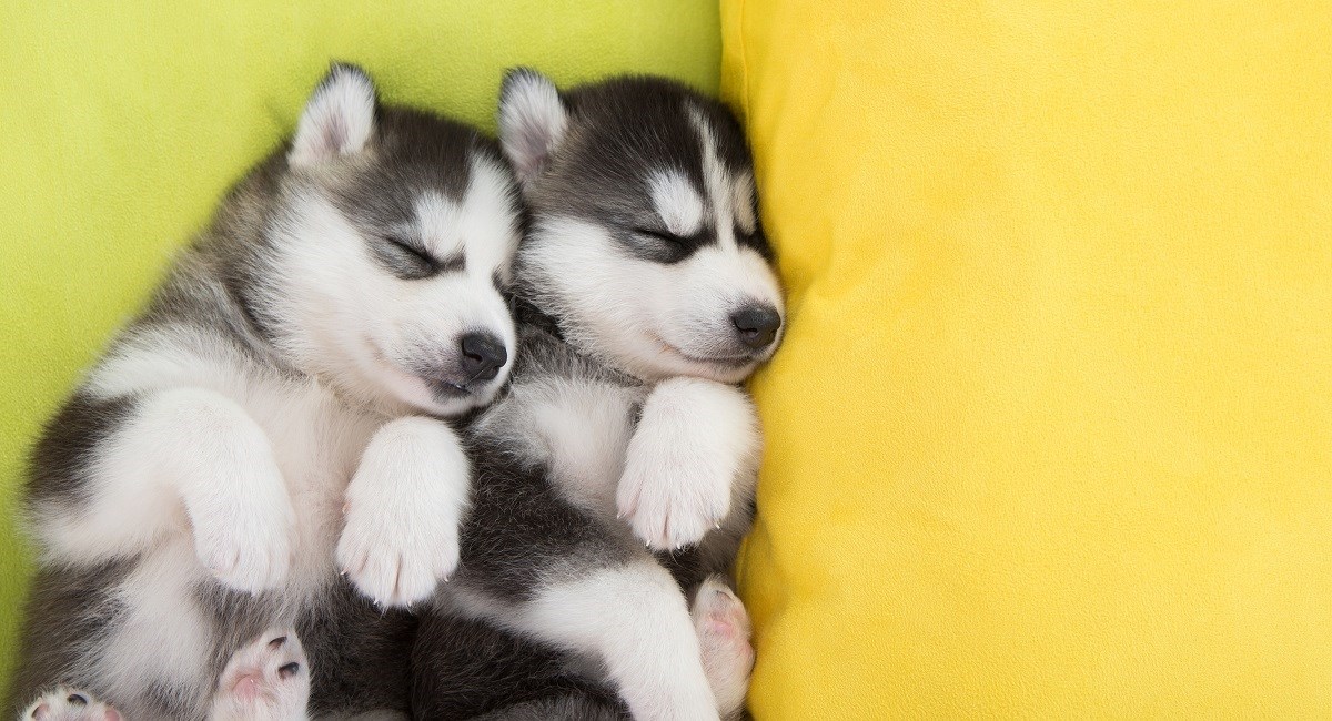 Two Siberian Husky puppies taking a nap