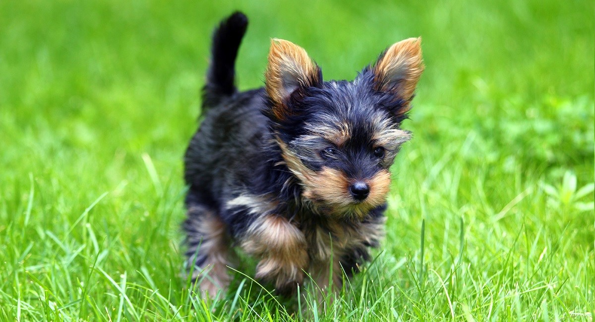 Yorkshire Terrier running through the grass