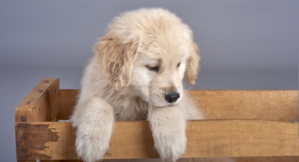 Golden Retriever puppy trying to get out of a wooden crate