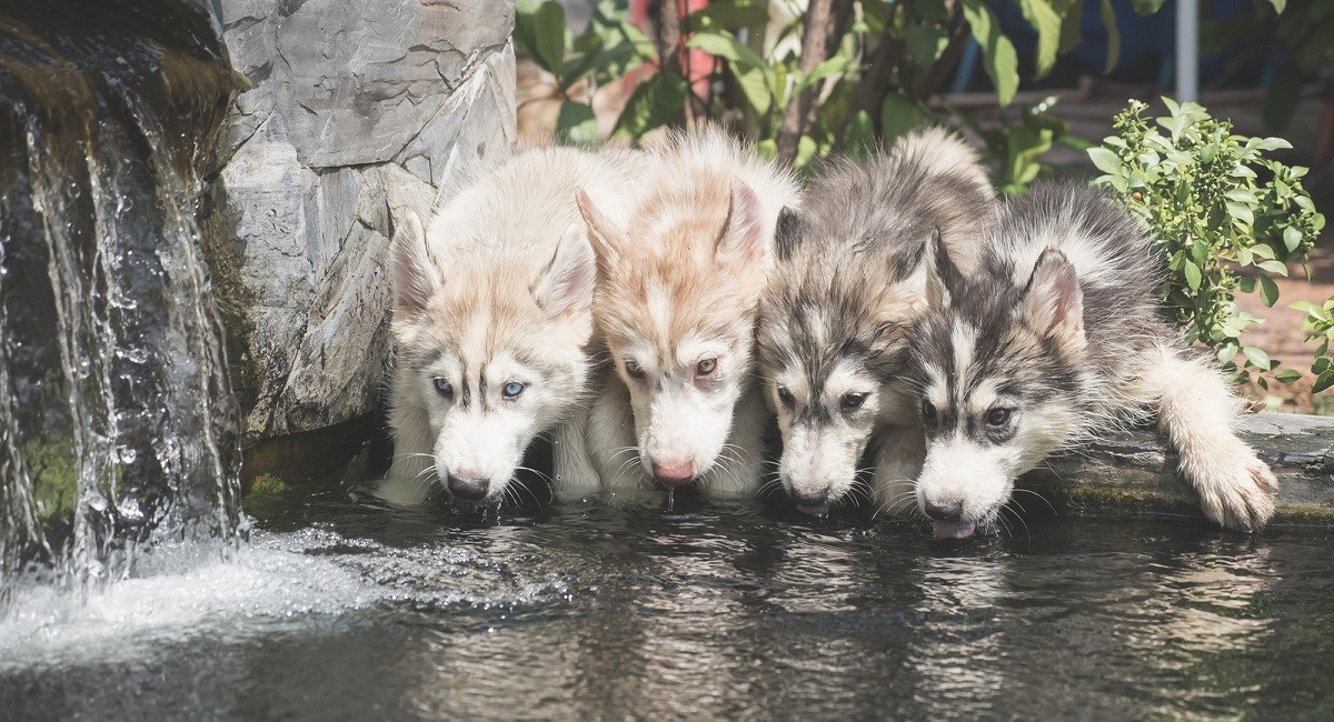 Siberian Husky puppies drinking from a well