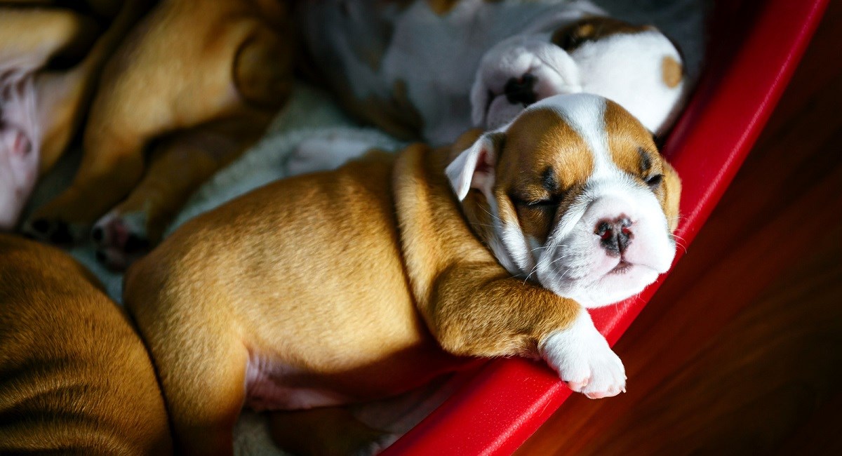English Bulldog puppy sleeping