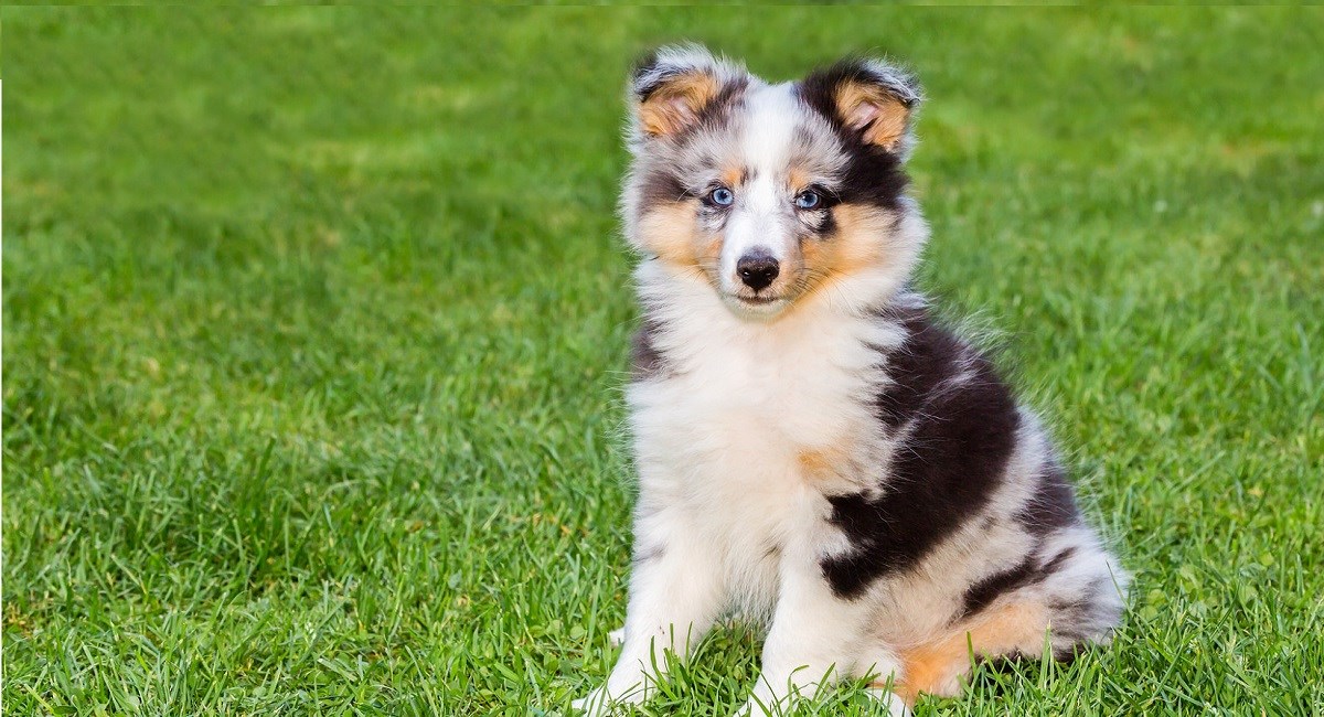 Merle Sheltie puppy with beautiful blue eyes