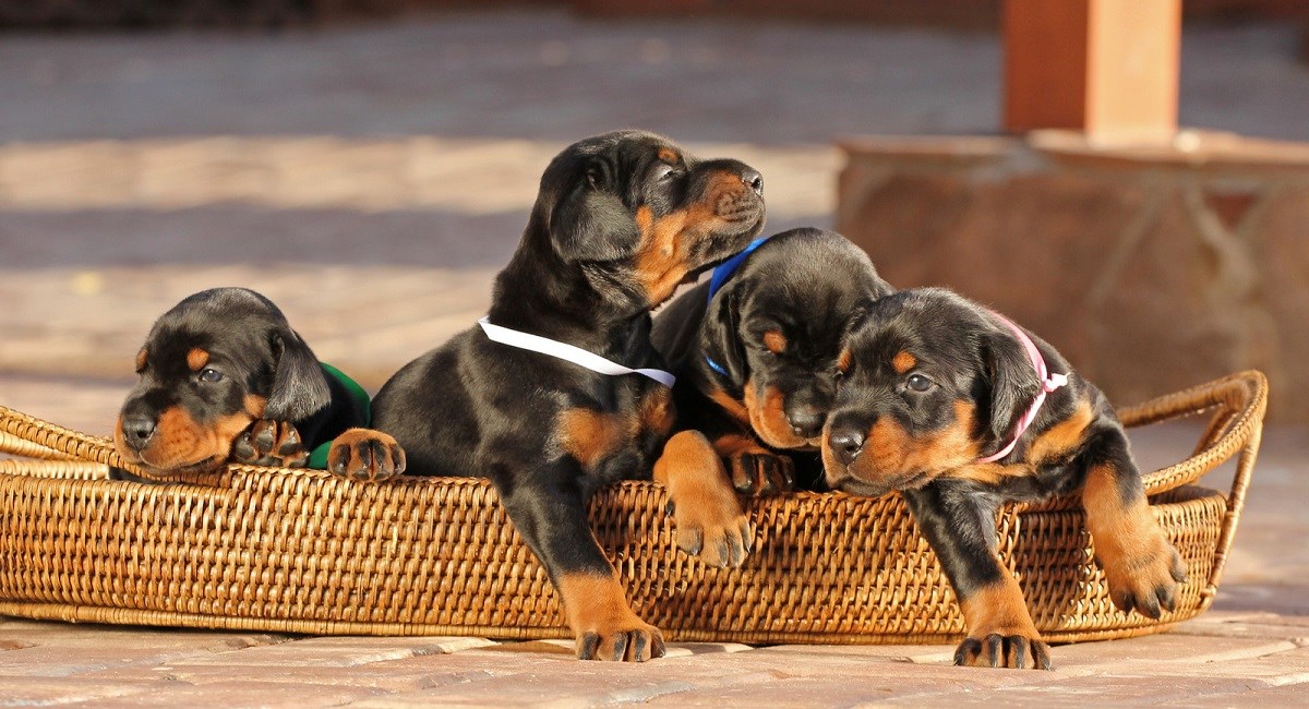Doberman Puppies getting out of basket