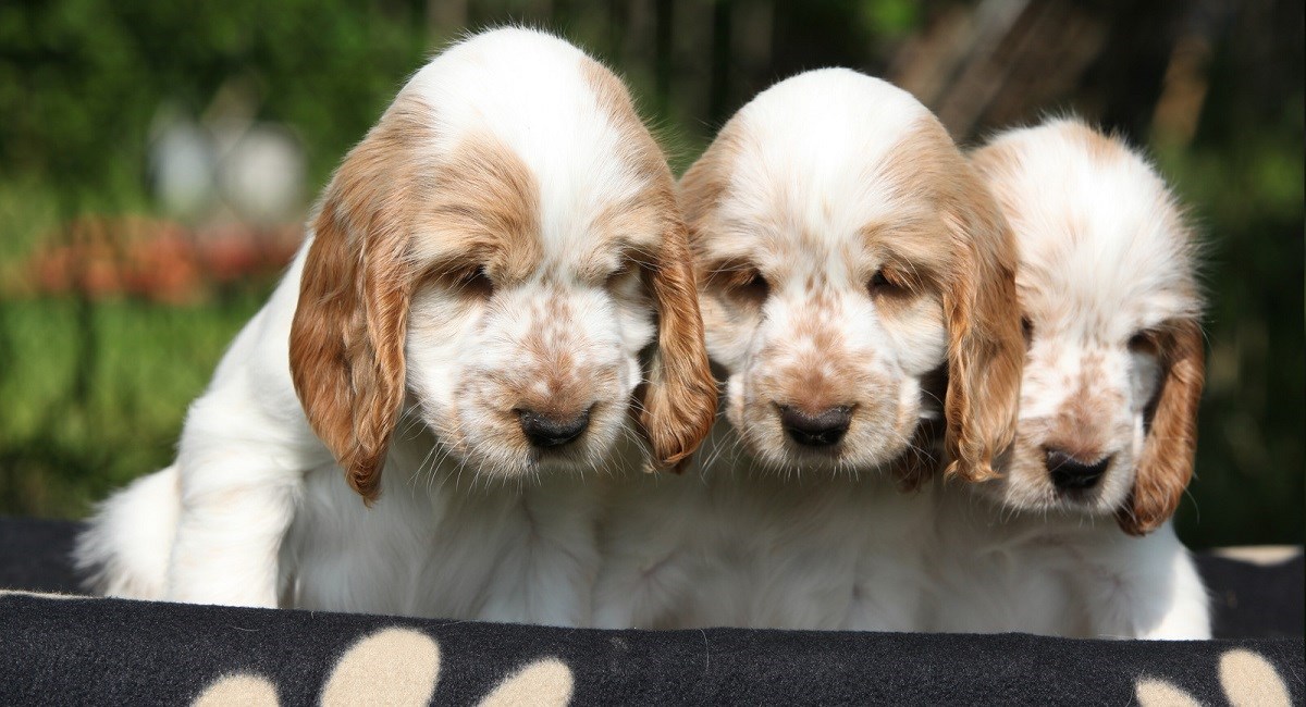 Three orange and white Cocker Spaniel puppies