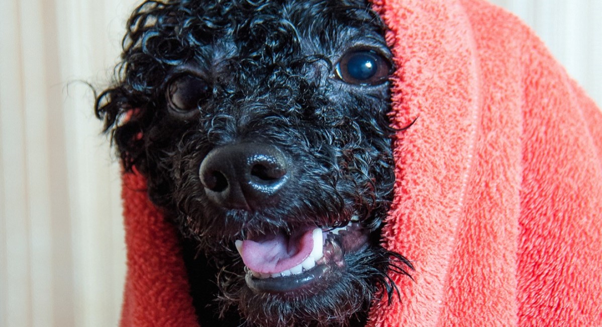 Black Poodle puppy with towel over its head