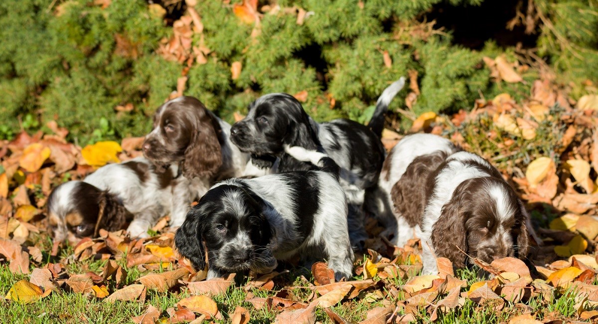 Five Cocker Spaniel puppies lying in autum leaves