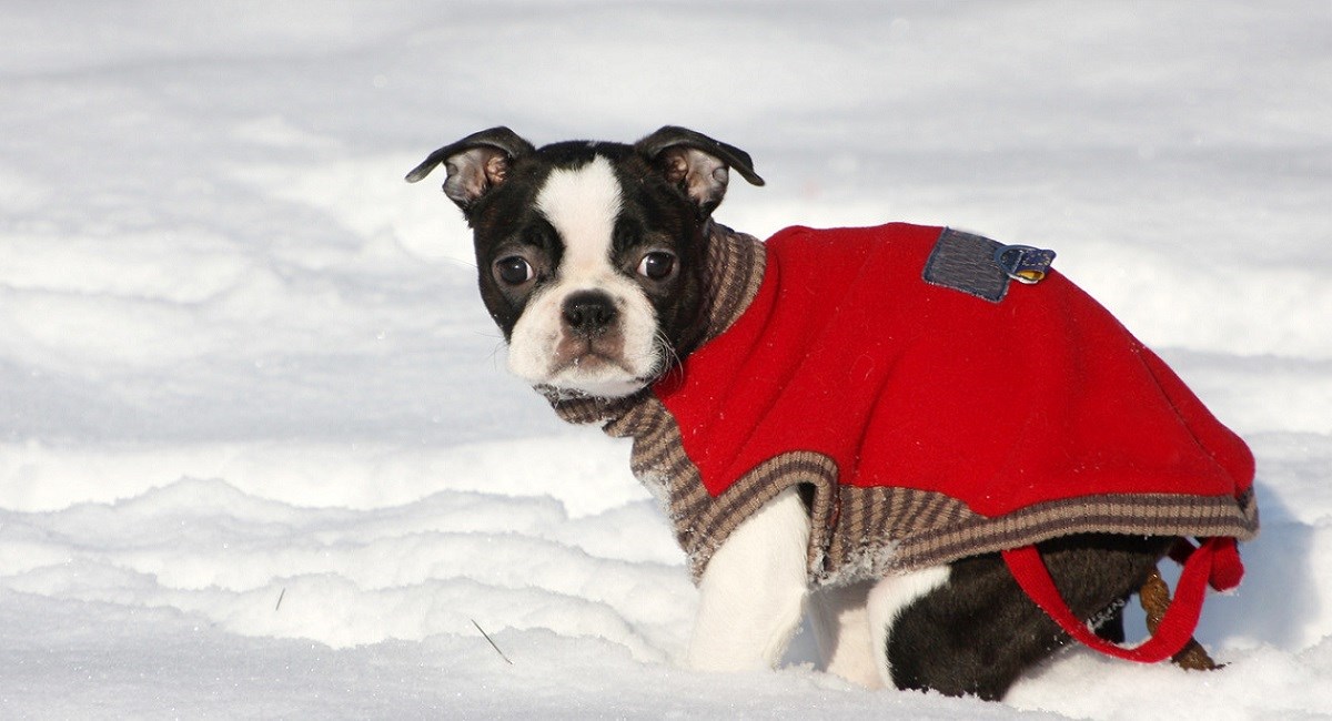 Boston Terrier puppy first time in the snow
