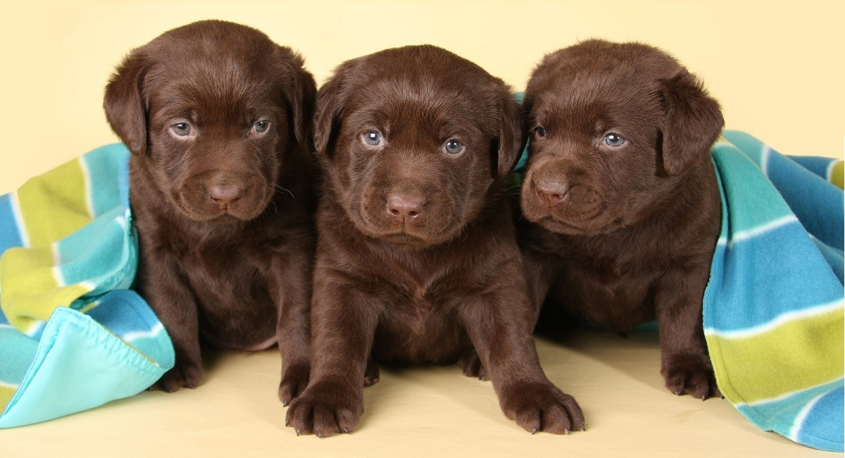 Three chocolate Labs and a blanket