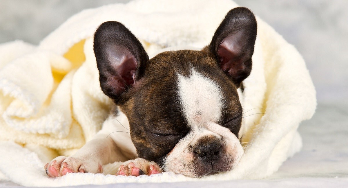 Boston Terrier puppy snuggled in blacnket