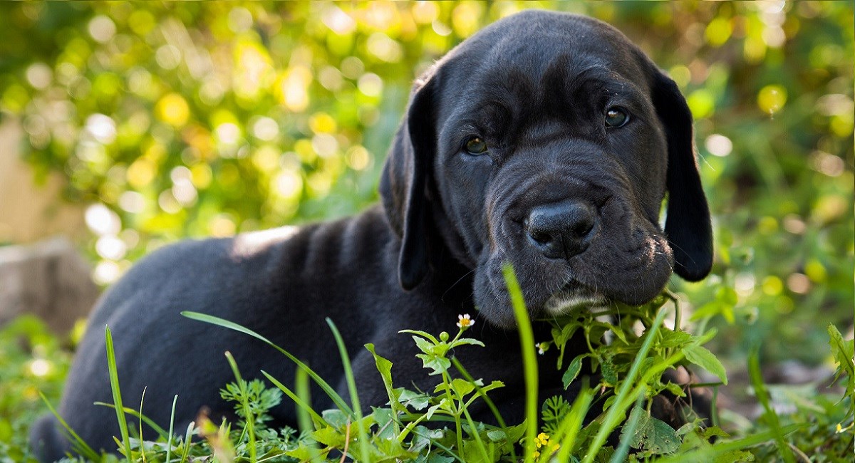 Black Great Dane puppy lying in grass