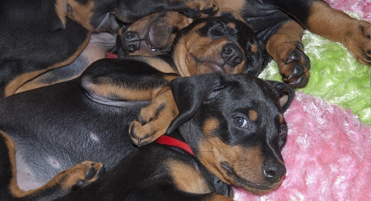 Doberman puppies huddled together