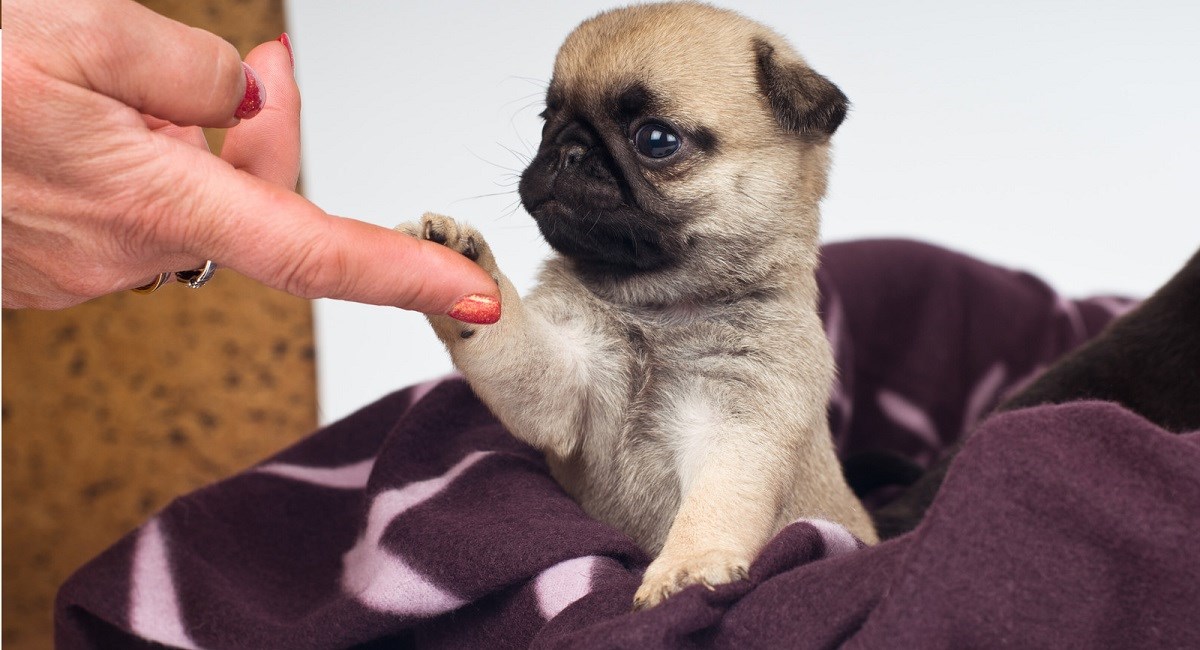 Pug puppy with paw on womans finger