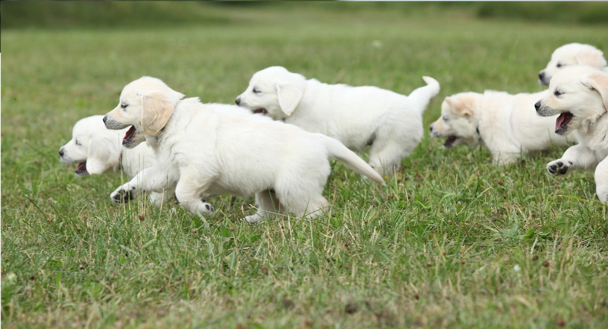 Golden Retriever puppies racing through the grass