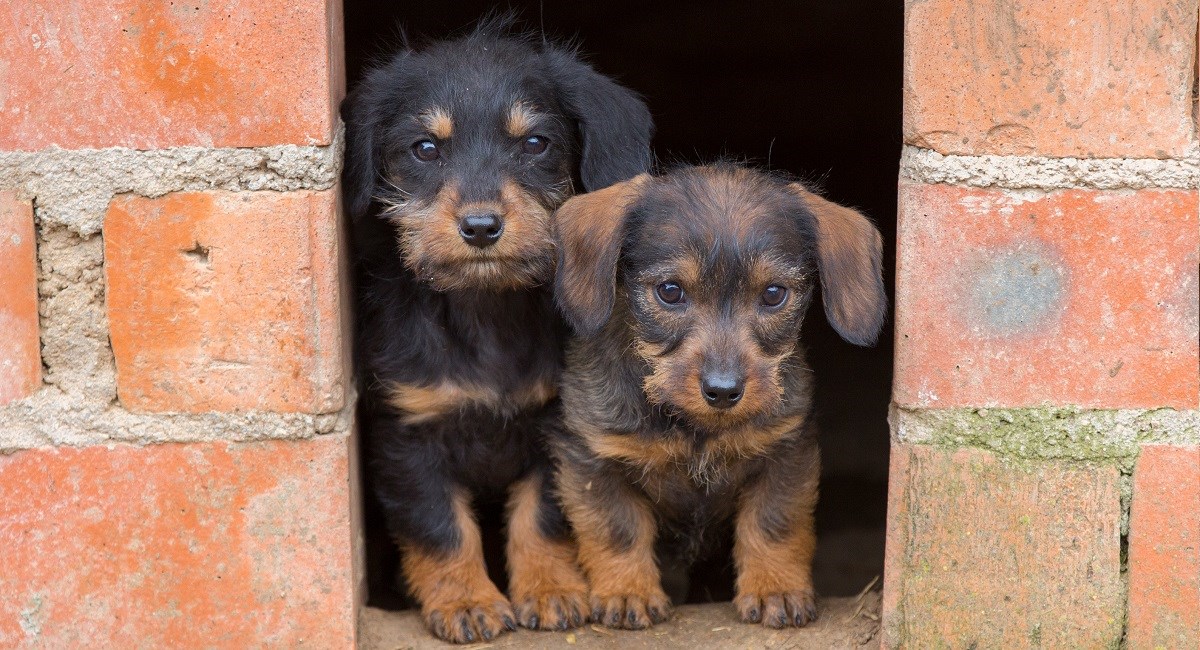 Two Dachshunds in hiding