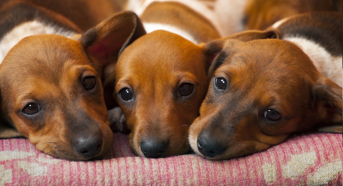 Three bored Dachshund puppies