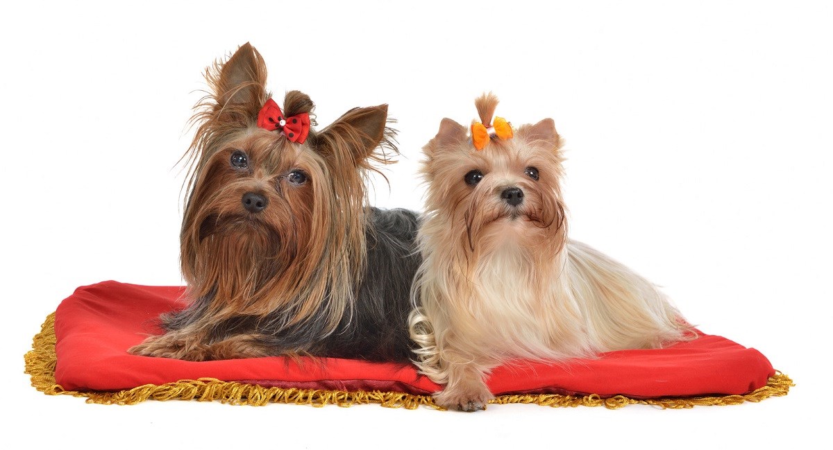 Yorkshire Terriers sitting on a velvet pillow