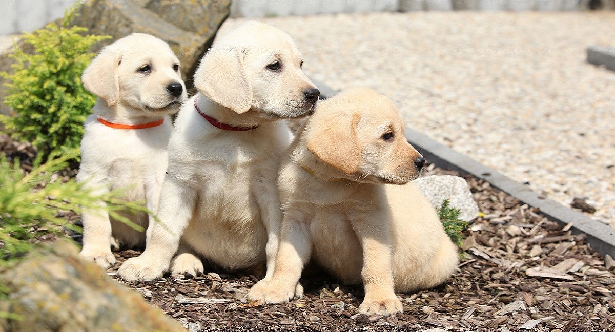 Three yellow Labradors sitting in a planter.