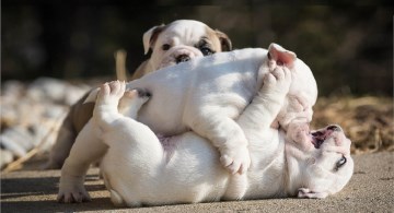 Bulldog puppies playing with one another