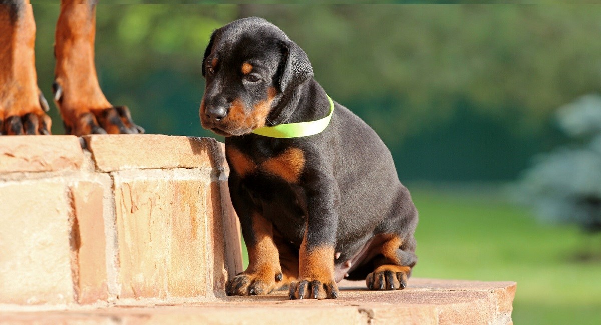 Doberman puppy with yellow ribbon