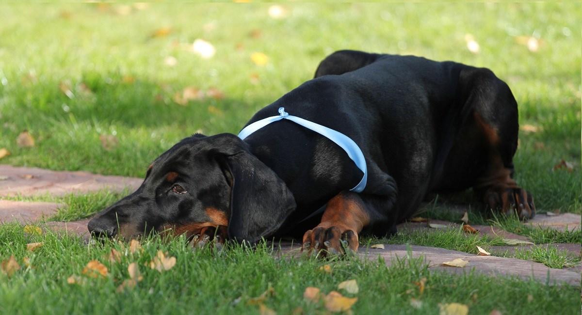 Dobeman puppy in Prone position